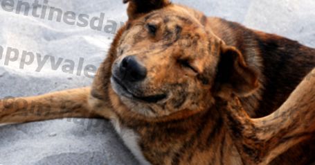 การศึกษาแสดงให้เห็นว่าโปรไบโอติกอาจช่วยให้สุนัขของคุณมีอาการคันและแพ้