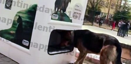 questo brillante distributore automatico accoglie bottiglie e alimenta cani randagi in cambio
