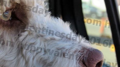 6 Bahan-bahan semulajadi yang Anjing Tenang yang Sengsara Rides Kereta