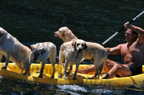 Küsi treenerilt: kuidas ma saan oma koera veesõidukitega harjutada?