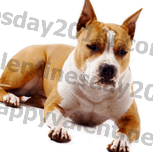 Condizioni, storia e temperamento della razza del cane American Staffordshire Terrier