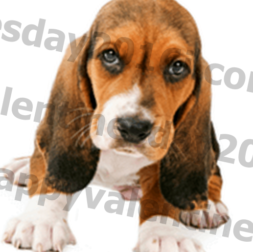 Pies rasy Basset Hound Warunki, historia i temperament