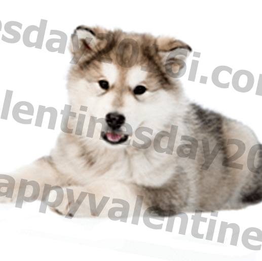 Alaskan Malamute Dog Breed Warunki, historia i temperament