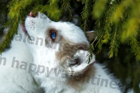 anak anjing huskie yang menjelajahi salju adalah hal yang paling lucu di dunia