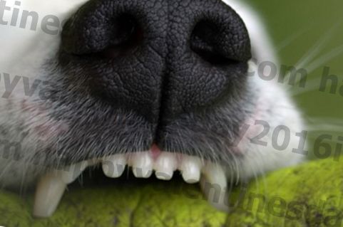 7 tapaa puhdistaa koiran hampaat, joita he eivät vihaa