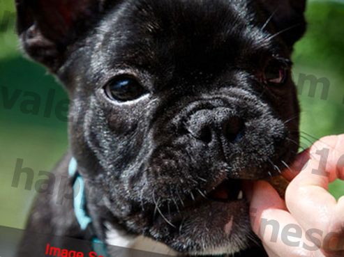 3 enkla sätt att hålla din franska bulldogs tänder rena