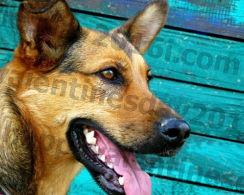 Hundetandbehandling - Er de værd at prisen?