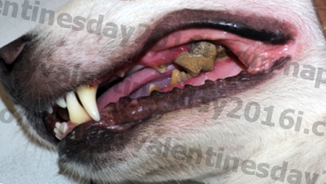 यह रोग 85% कुत्तों को प्रभावित करता है। क्या आपका पूप चुपचाप पीड़ित है?