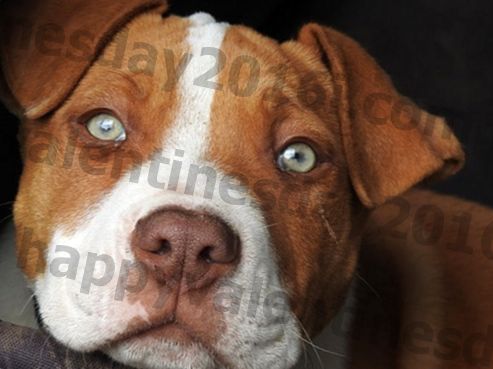 Исследование показывает, что выражение лица собаки меняется, когда вы смотрите на вас