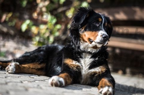 10 raças de cães que fazem os melhores cães de guarda