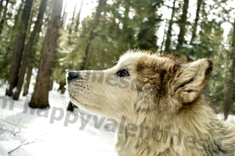 11 hondenrassen die zijn gemaakt voor winterweer