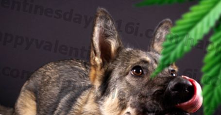 Hayır, CBD Esrar Değil - Neden Ağrı veya Kaygı Olan Köpekler İçin Hukuki, Güvenli ve Yararlı?