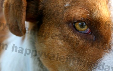 Какво причинява зачервяване на очите при кучетата?