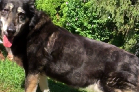 9/11. Čudo pas ima 17 godina i ide snažno