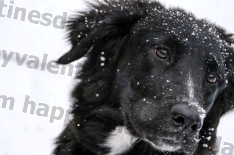 3 manieren om je hond deze winter te verwennen
