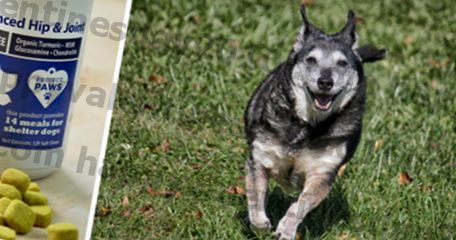 10 Doların Altındaki En Popüler Köpek Eklem Ağrısı Takviyelerinden Birini Deneyin