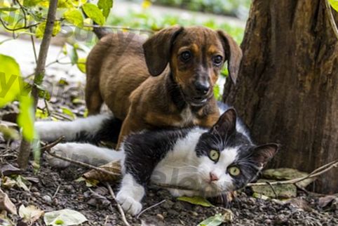 miks koeratõud on nii erinevad ja kassid on kassid