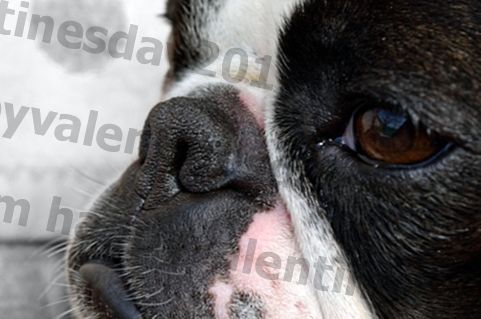 Torr näsa är ett vanligt problem med många Boston Terrier, så här kan du göra livet lättare på dem