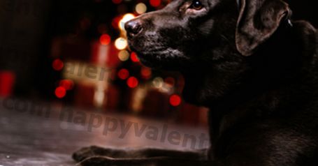 # 1 - Un ornamento di Natale commemorativo personalizzato - Conosci qualcuno che ha perso un cucciolo quest'anno? Questo è un regalo sentito. - $ 12,99