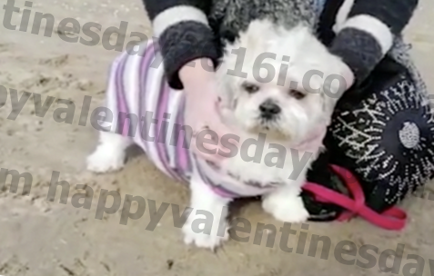 30 vreemden helpen hondenmoeder vaarwel tegen haar senior Shih Tzu met een laatste wandeling