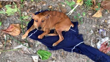 Verlaten hond ligt op shirt van eigenaar die nooit voor haar is teruggekeerd