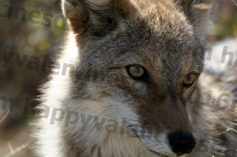 Prvih 15 sekund kojotskega napada je kritičnega pomena - tukaj je, kako zaščititi svojega psa