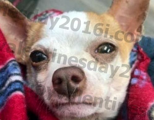Você ajudou este filhote de cachorro Fiesty a ser resgatado da eutanásia e encontrar um lar perfeito