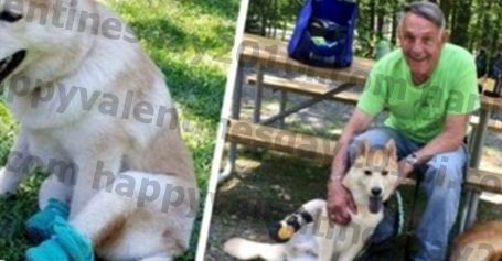 Man Drives 2.800 Mil Untuk Mengadopsi Survivor Puppy Mill yang Cacat