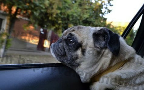 Dette er hva du skal gjøre når du ser en hund i en varm bil
