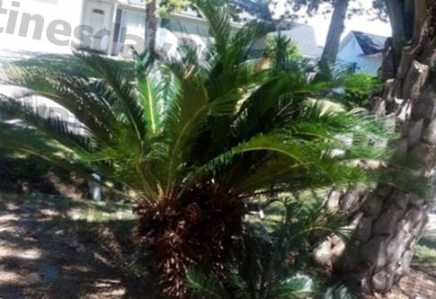 As palmeiras sagu são tóxicas para os cães e podem estar à espreita no seu bairro