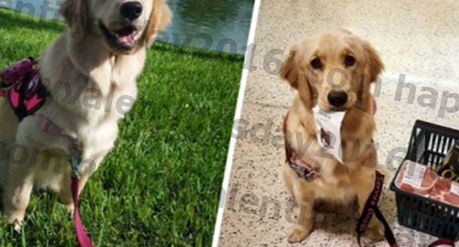 प्रशिक्षण में सेवा कुत्ता हर जगह Instagram उपयोगकर्ताओं के दिल चुराता है