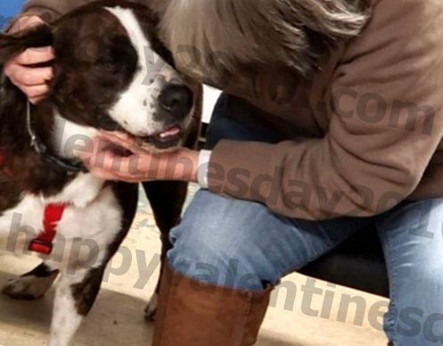 Hän ajoi 1500 mailia adoptoidakseen koiran, joka vietti 4 vuotta turvakotiin