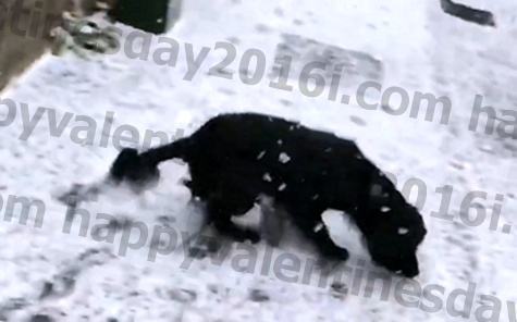 Con chó này phản ứng với tuyết rơi đầu tiên của mình sẽ làm cho ngày của bạn