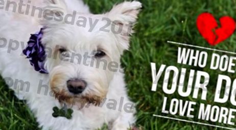 Hundsexperiment visar två ägare som de älskar mer - HILARIOUS